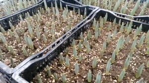 Выгонка тюльпанов к 8 марта. 2023г