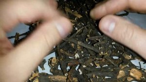 Белая лапчатка, 4 -х летний корень лапчатки белой, купить.