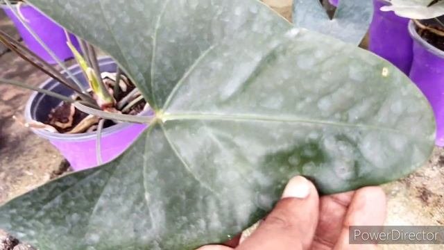 Anthurium Arrow 