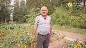 НИЗКОРОСЛЫЕ ТОМАТЫ в ОТКРЫТОМ ГРУНТЕ! Обзор горшечных сортов и гибридов