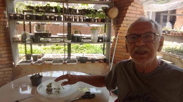 ECHEVERIA CUBIC FROST vídeo 482 смотреть онлайн