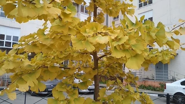 Уникальное дерево Гинго Билоба. смотреть онлайн