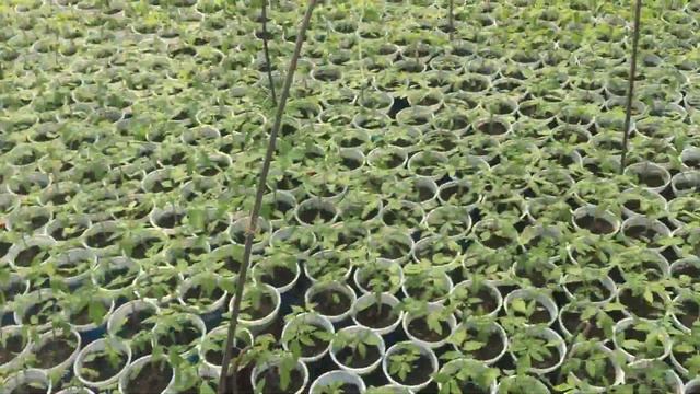 Матиас F1, Махитос F1 и Стелла F1 теплице 06 02 2018 смотреть онлайн