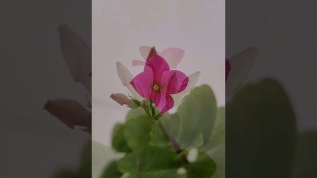 Kalanchoe Plants from Buds to Bloom #kalanchoeplant #pink #shortsfeed @mydoodleblue