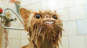 Я РЖАЛ ЦЕЛЫЙ ЧАС?ПОДБОРКА СМЕШНЫХ КОТОВ И СОБАК ДЛЯ ХОРОШЕГО НАСТРОЕНИЯ? #35