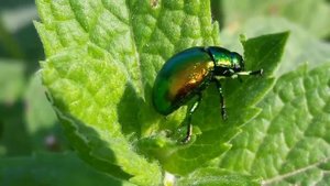 Жуки. Листоед зелёный мятный  (Chrysolina herbacea)