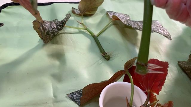 №11. Бегония. Обрезка и укоренение. Растения_из_кафе. смотреть онлайн