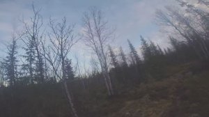 Охота на белую куропатку осенью