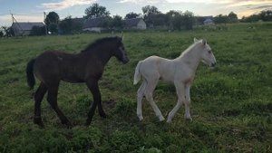 Подлечили жеребёнка спасибо каналу@Русский тяжеловоз