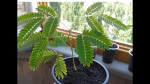 Комнатная акация. Уход