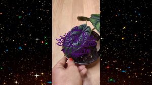 Алоказия Багинда Драгон Скале