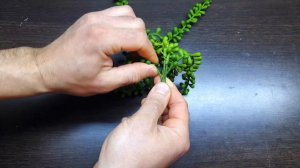 СТОЯТ ЛИ ИСКУССТВЕННЫЕ РАСТЕНИЯ СВОИХ ДЕНЕГ？СТОЯТ ЛИ ИСКУССТВЕННЫЕ РАСТЕНИЯ СВОИХ ДЕНЕГ?