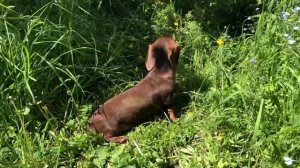 Эврика с Волчьей земли. Молодая девушка кроличья гладкошерстная такса