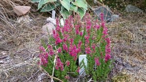 Вереск и Эрика! Яркие изюминки для сада