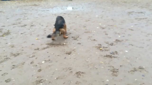 Дуняшка на площадке гуляет,осень смотреть онлайн