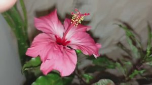 ?Цветение?Гибискуса ?Снежная королева? #flowers #комнатныецветы #город61 #гибискус #обзор #цветы