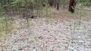 Как это было в Алтайском крае сезон 2023 Белые грибы