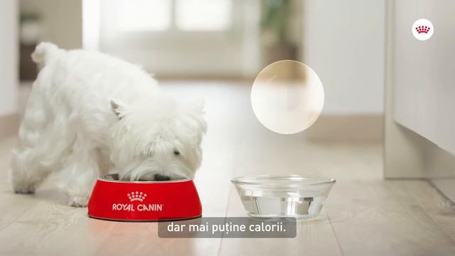 Royal Canin Sterilised Adult hrana uscata caine sterilizat смотреть онлайн