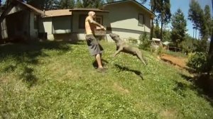 American Bully in action ?? / Американский Булли в деле ??