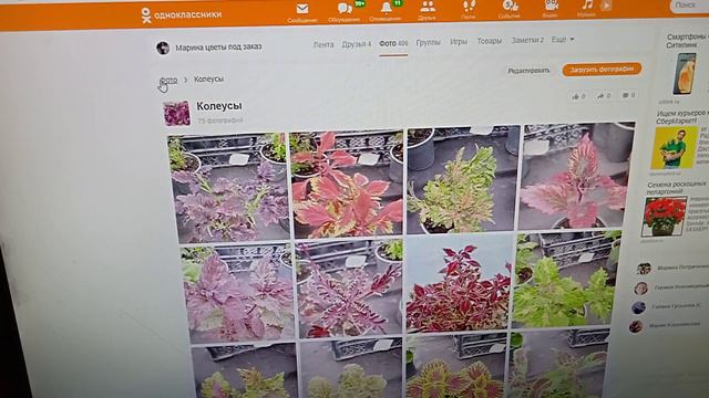 принимаю заказы на вегетативные растения весна 2021. смотреть онлайн