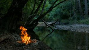 Почему у толстянки мягкие листья?