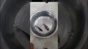 карась ожил после заморозки