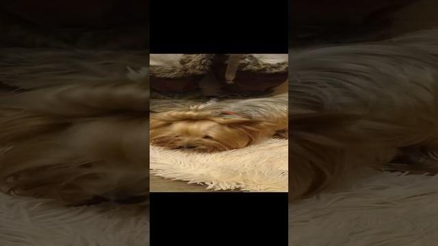 лакомство