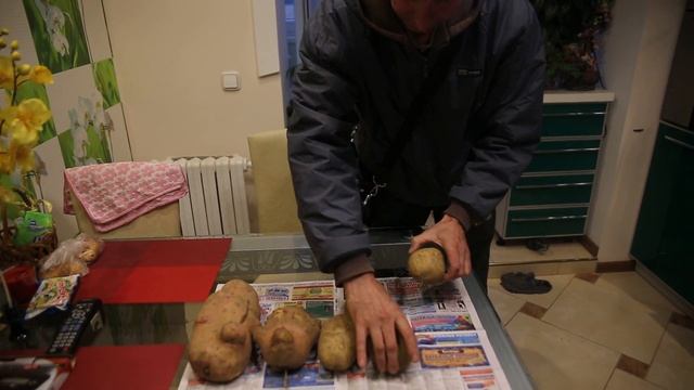 Гродненец выкопал картофелину размером с мужской ботинок смотреть онлайн