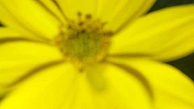 Evo kako da uzgajate bidens žbun pun zvezdastih žutih cvetova смотреть онлайн