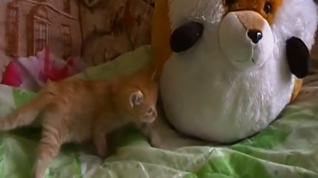 Котик мяско не ест смотреть онлайн