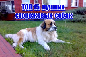 15 Лучших Сторожевых Пород Собак Для Охраны. Топ 2022.