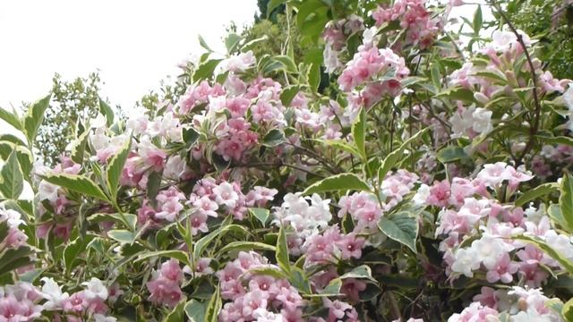 Weigela 'Florida Variegata'  - Klukkurunni - Blómstrandi runnar - Skrautplöntur - Garðyrkja смотреть онлайн