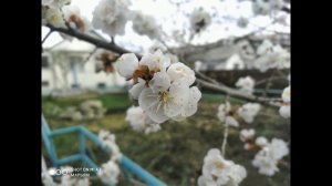 Татарская Народная Песня - Сандугач