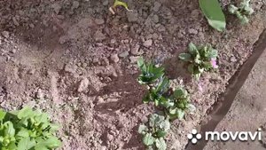 Мелколуковичные - Подснежники, Крокусы, Сцила, Мускари, Пушкиния. Подкормка и уход . ???