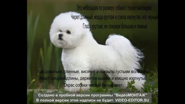 породы собак смотреть онлайн