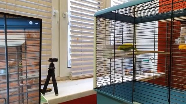 как я поступаю, если попугай не ест в первые дни адаптации