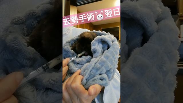 【去勢手術後】🐰甘いお薬が好き✨ смотреть онлайн