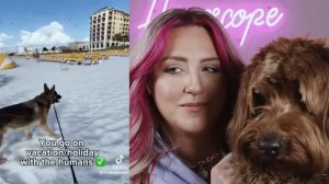 PETS that have a Better Life than I Do
