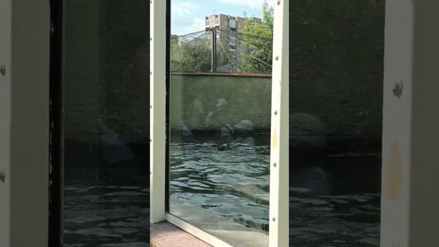 Московский зоопарк. Ч.3 смотреть онлайн