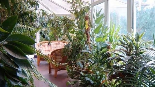 Выращивание комнатных растений как бизнес идея смотреть онлайн