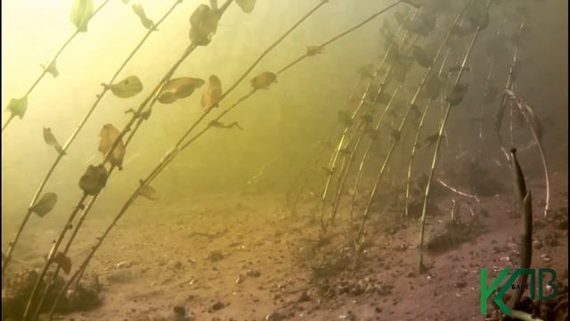Ловил рыбу камерой напротив желтого рукава. Съемка под водой. Рыбалка. Fishing. angeln.câu cá. ประม