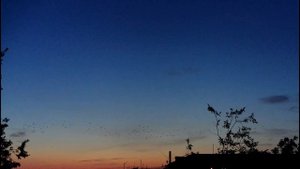 грачи улетают конец лету