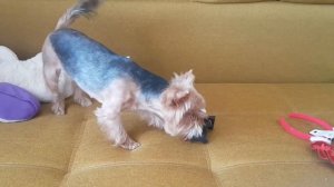 ПОДАРОК СОБАКЕ НА НОВЫЙ ГОД | GIFT FOR THE DOG FOR NEW YEAR! #собака #dog #개 ##смешныеживотные