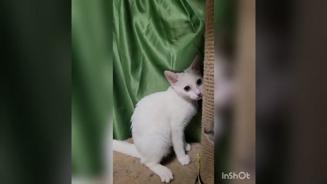 котята в хорошие руки смотреть онлайн