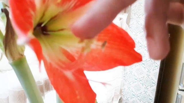 Pollination Amaryllis Flowers For Collecting Seed | How Grow Amaryllis From seeds смотреть онлайн