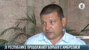 Борьба с амброзией: есть ли рецепты?
