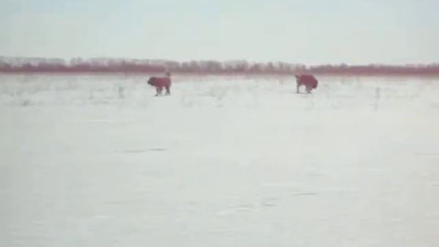 ALIM4057 смотреть онлайн