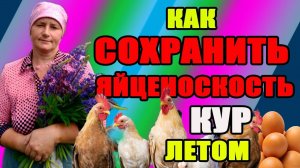 Как сохранить яйценоскость кур летом.