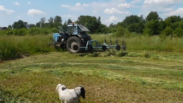 Сгребание сена .Колесно пальцевые ГРАБЛИ 6м смотреть онлайн