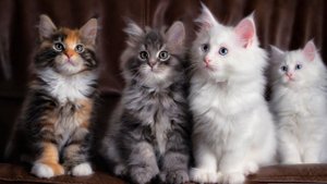 Делаю CatOS 14.9 С подписчиками и играю наверное)